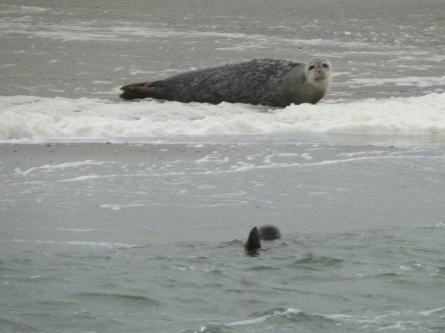 HWK Texel 223.jpg